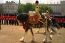 Ed will follow in the hoof prints of of the farm’s Celt Mercury Drumhorse (pictured) into Royal service. 