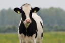The group is set to advise the Welsh Government in relation to bovine TB