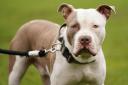 Newtown man disputes the seizure of his XL bully dog by Dyfed-Powys Police