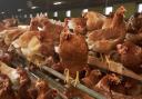 Two more cases of avian flu have been confirmed in Wales