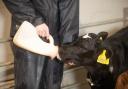Raising calves with care