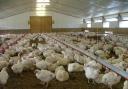 Avian flu alert as winter approaches.