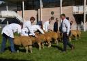 Judging at last year's NSA Wales & Border Ram Sale. Picture: NSA Wales