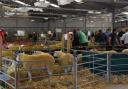 NSA Wales & Border Early Ram Sale is on the move.