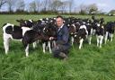 Andrew Rees only uses British Friesian genetics. Picture: Debbie James