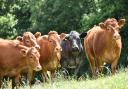 Optimism as demand for beef rises.