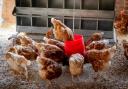 What you can do to protect your flock. Picture: Pexels - Magda Ehlers