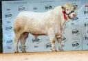 Maerdy Sermon made the top price of the day at 8,000gns.