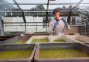 Duckweed - fast-growing, cleans waste water and can also provide a valuable protein source for livestock.