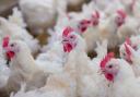 Powys Council is being challenged over its chicken farm policy.