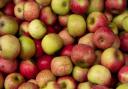 Aberystwyth University is working with the Marcher Apple Network in providing a service for apple and pear cultivar identification through DNA profiling.