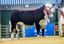 Top call of 12,000gns Normanton 1 Whiskey. Picture: Catherine Macgregor