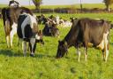 Dairy cows. Stock picture