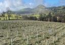 Higher payment rates for creating woodland in Wales.