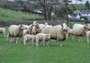 Methane emissions from Innovis sheep will be analysed. Picture: Debbie James