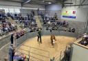 One of the pedigree herd of Santa Maria Polled Hereford cattle in the sale ring at Shrewsbury Auction Centre.