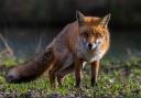 At least nine fox hunts are still operating across national parks in Wales, the League said.