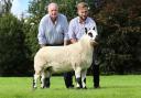 Selling for 2,650gns was a shearling ram from F W Jones and Son’s Plaish flock. Image: Kerry Hill Society