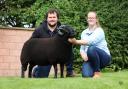 Sale leader at 2,600gns was a shearling ram from B Davies and S Harries. Image: Black Welsh Mountain Sheep Society