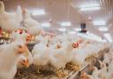 Avian flu is a formidable adversary. Image: SSS