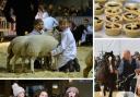 Fun, song and food alongside the livestock at the Winter Fair. Image: RWAS