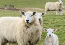 Lamb prices have soared in recent weeks.