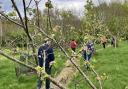 Rod Waterfield leads a tour of the orchard. Image; Horticulture Wales
