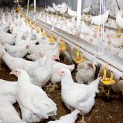 Targeting ammonia reduction in poultry units.