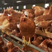 Two more cases of avian flu have been confirmed in Wales