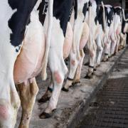 Pre-movement testing cattle for bovine TB is to be reinstated in parts of Wales.