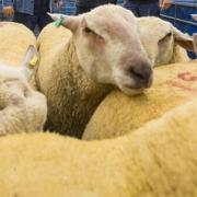The Early Ram Sale at Builth one of the first opportunities farming families will have had to get together at the Royal Welsh Showground
