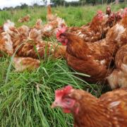 All poultry keepers will need to log their flocks on a national register this autumn.