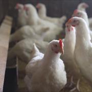 Broilers in the barn. Indoors chicken farm, chicken feeding.