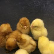 Day-old chicks are needed for an Irish poultry venture