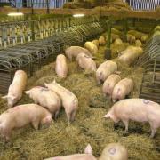 Labour shortages are hitting the pig industry