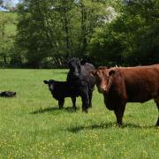 The performance of beef herds in Wales improved during 2020