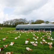 Domestically-produced organic and free-range poultry is in high demand