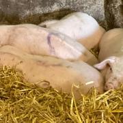 RABI is offering support to anyone affected by the crisis in the pig sector