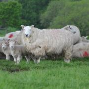 The cost of livestock theft can run into thousands of pounds for farmers Picture: Debbie James