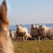 The NSA is compiling data on sheep worrying by dogs. Picture: NSA