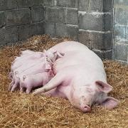 Pigs from the farm at Esgair, Llanpumsaint