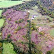 Jeff Lane was found guilty of felling of more than eight hectares of woodland within the Gower Area of Outstanding Natural Beauty (AONB) near Swansea. Picture: NRW