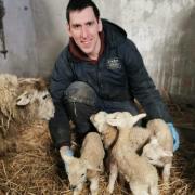 Fifteen lambs in four years - can a Welsh ewe beat that? Picture courtesy of the Connacht Telegraph
