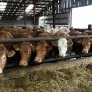 Beef cattle housed for winter feeding.
