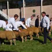 Judging at last year's NSA Wales & Border Ram Sale. Picture: NSA Wales