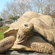 Giant tortoises were 'on show' at Sioe Sir Fôn - Anglesey Show last week
