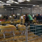 NSA Wales & Border Early Ram Sale is on the move.