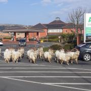 A herd of goats outside of the ASDA supermarket in Llandudno. Image: SWNS