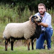 Sale leader and setting a new breed record at 2300gns for the Badger Face Welsh Mountains was this yearling Torddu ram from Gaenor King and Sean Jeffreys.