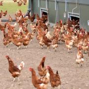 Mandatory housing measures for all poultry and captive birds are to be introduced to all areas of Wales from Friday, December 2, as a protection against avian influenza.